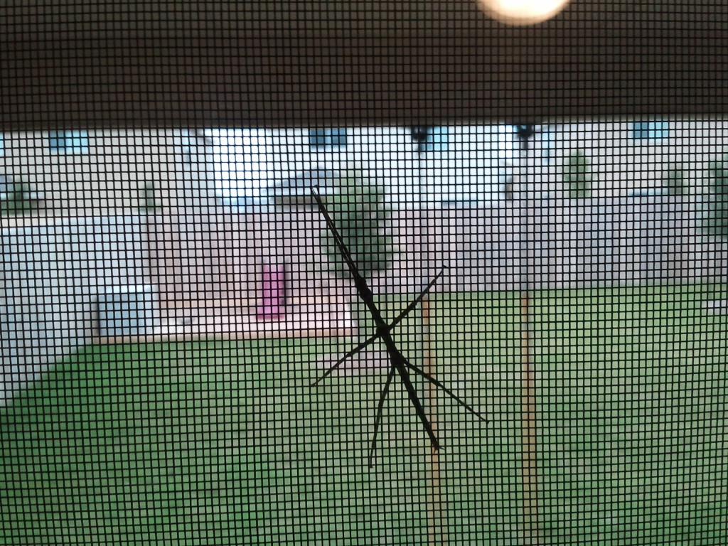 Stick bug hanging out on our screen door.