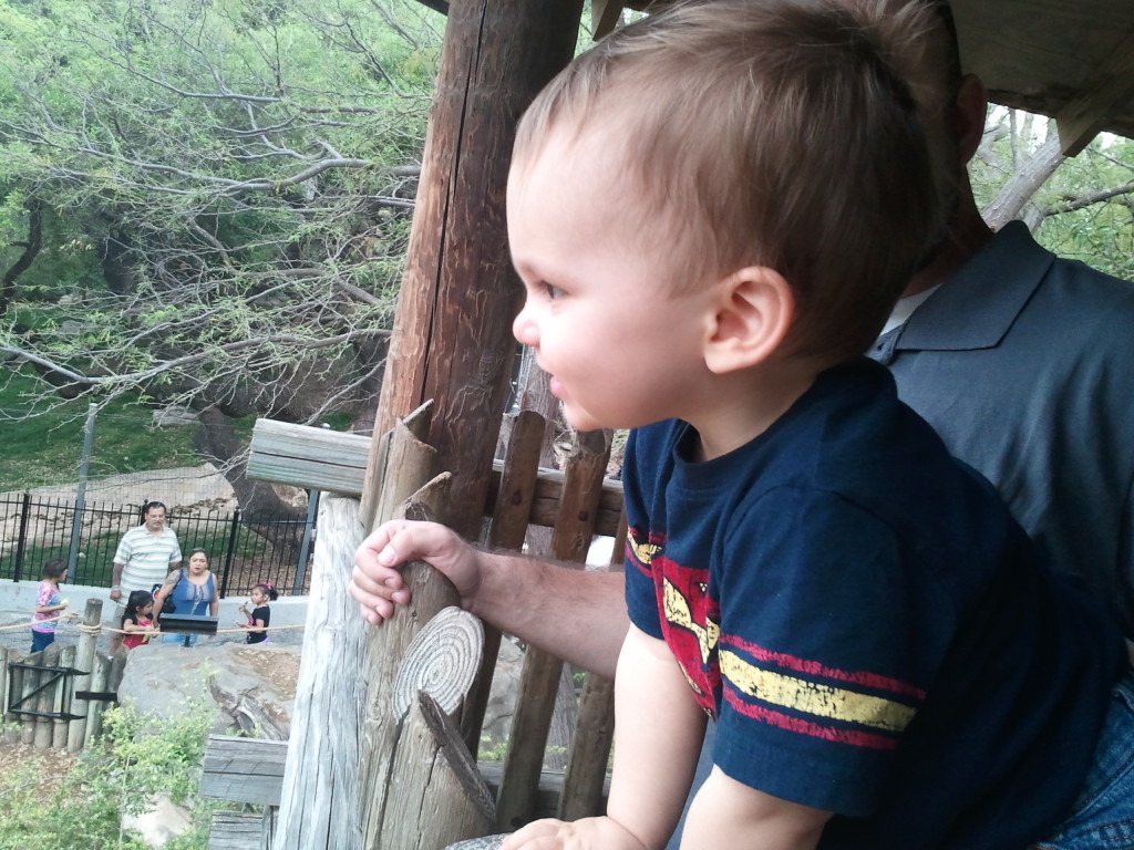 Looking out over the zoo