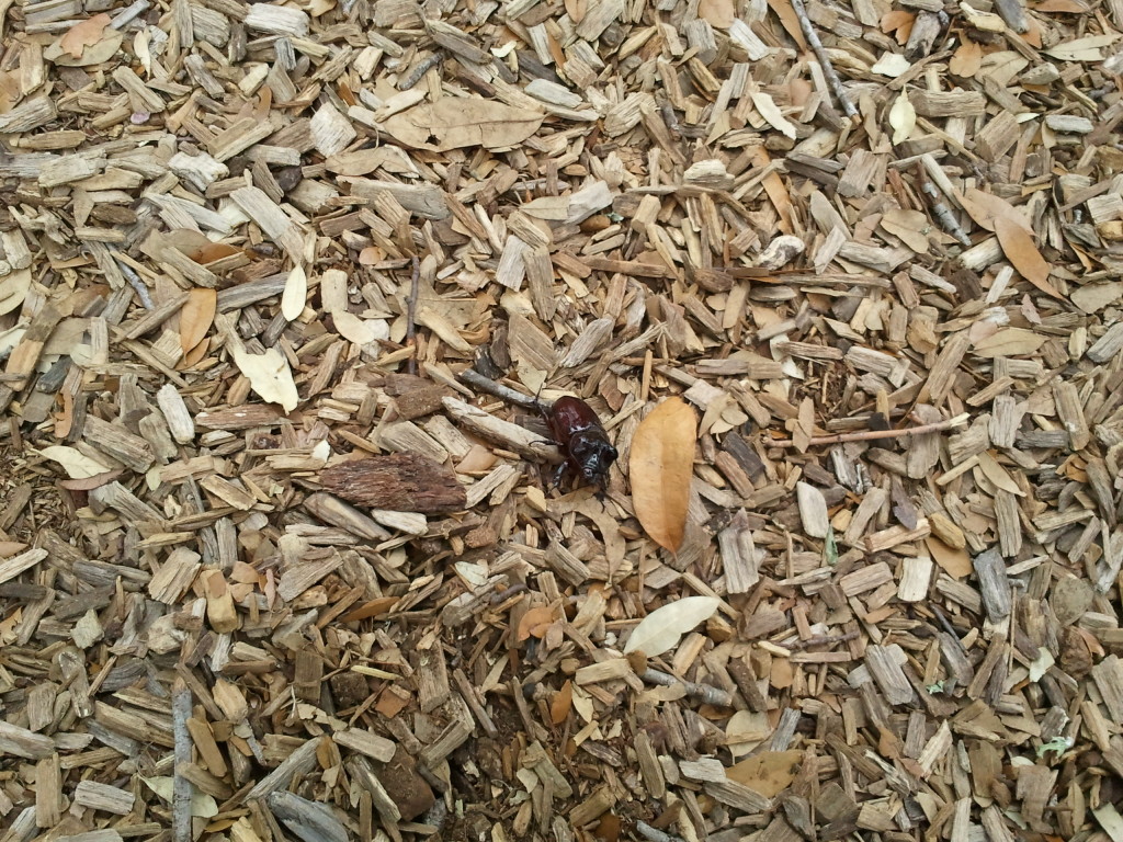 Ox Beetle we found at the park