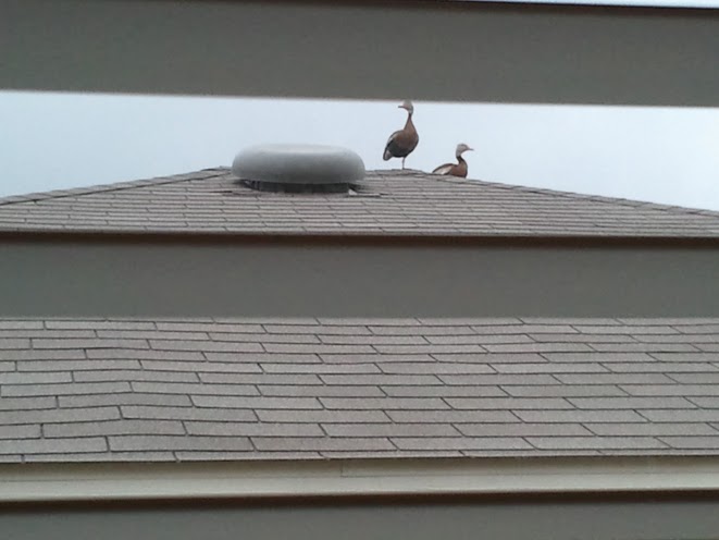 Hanging out on top of our neighbor's roof